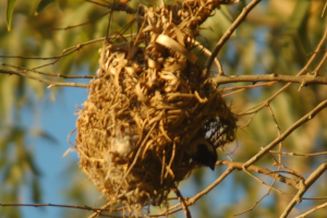 Cape Sparrow breeding in Cape Weaver nest