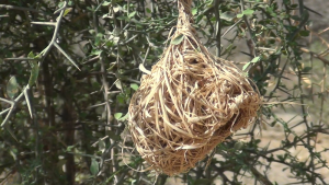Vitelline Masked Weaver