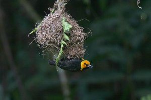 Black-billed Weaver