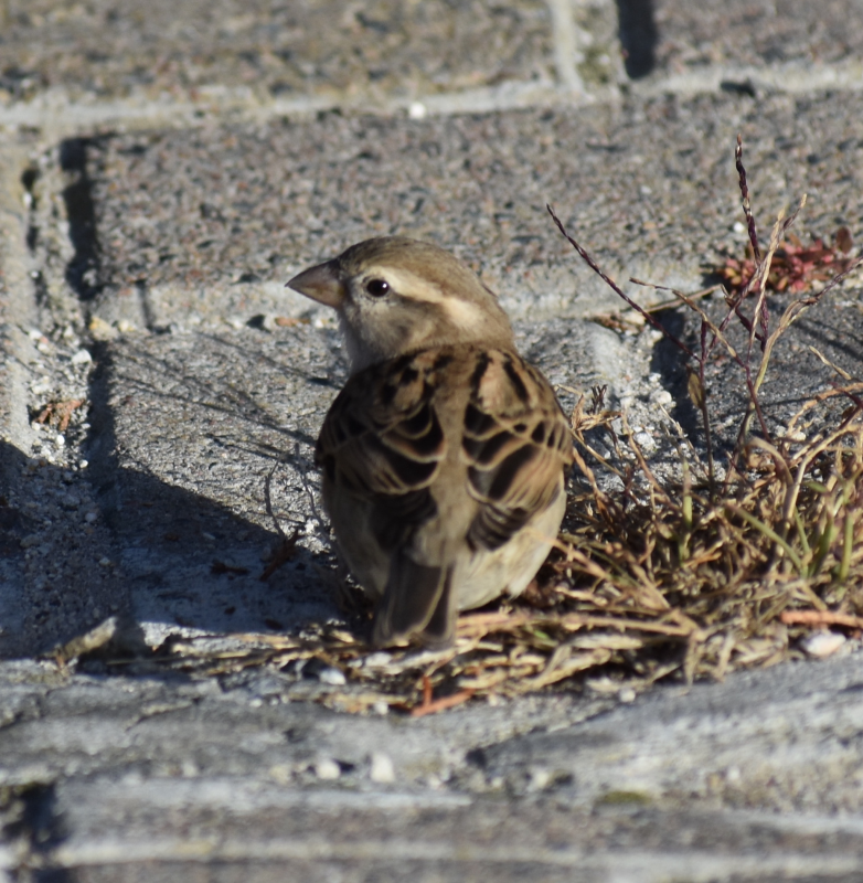 House Sparrow birdpix/225631-1.jpg